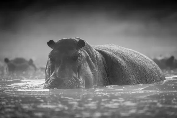 Morning Stare thumbnail