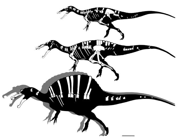 20110520083252spinosaurs-hartman.jpg