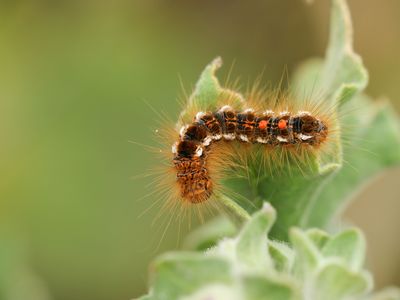 Browntail moth caterpillars have small hairs that can cause a poison ivy-like rash and difficulty breathing in humans.