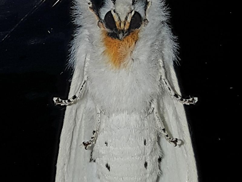White Horned Moth Smithsonian Photo Contest Smithsonian Magazine