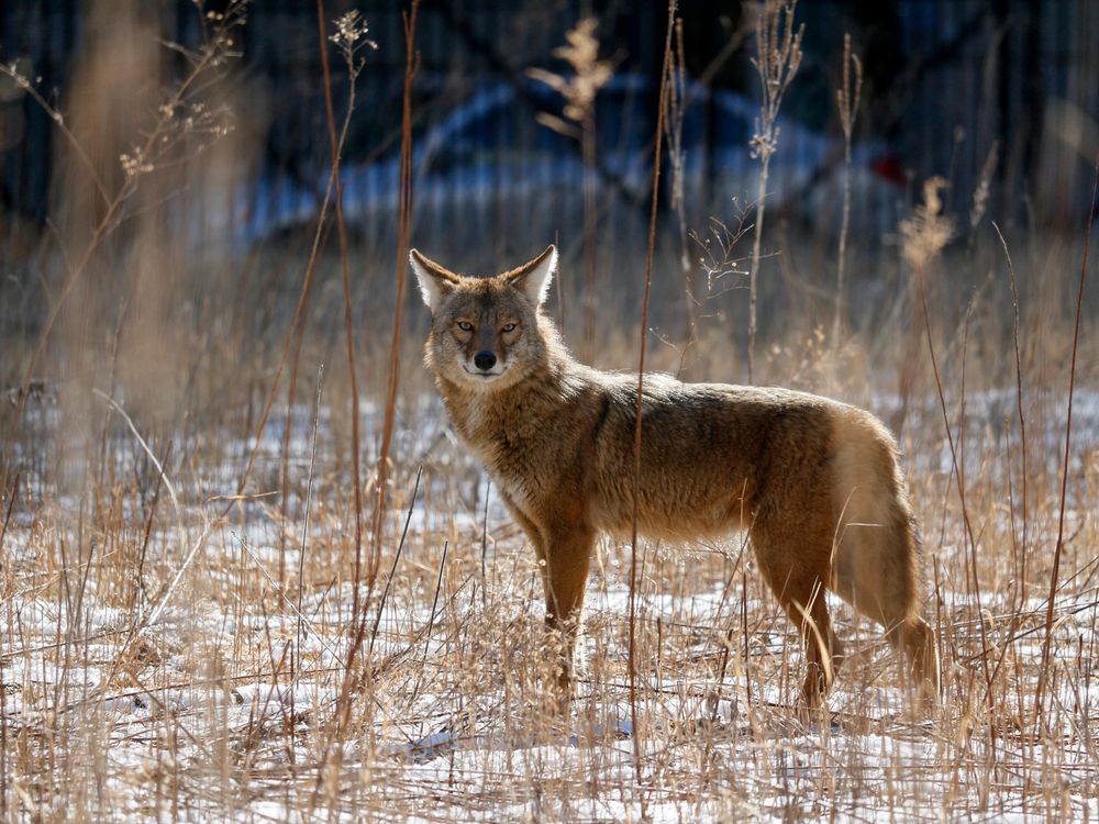 Foxes and Coyotes are Natural Enemies. Or Are They?