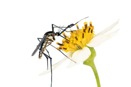 Mosquitoes are more than blood-sucking menaces. They also pollinate flowers, have intricate sex lives and eat other disease-carrying mosquitoes.