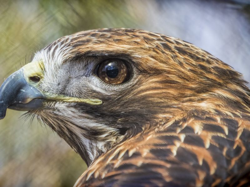 Portrait of a Red Tail Hawk - eye | Smithsonian Photo Contest ...