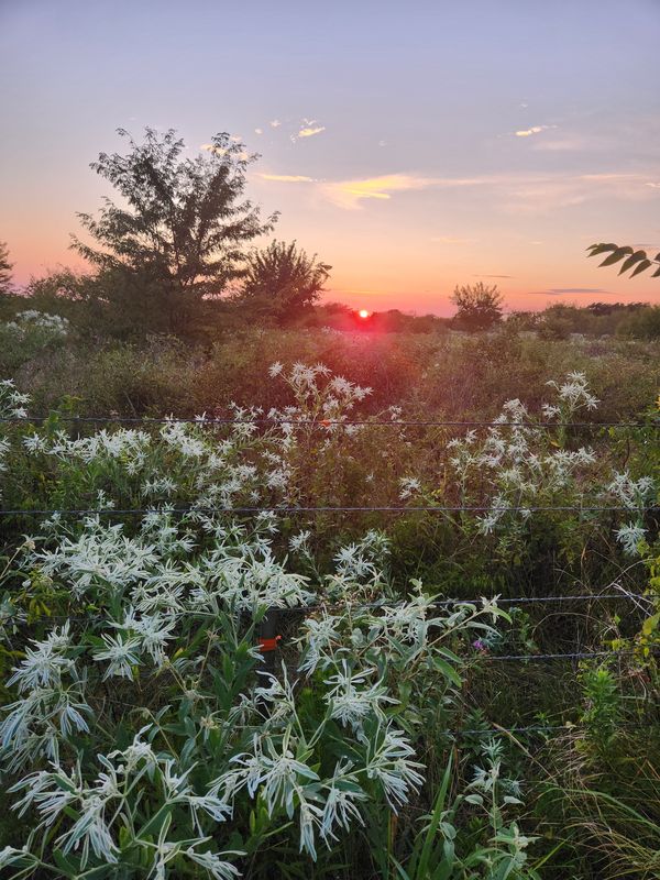 Country Sunset thumbnail