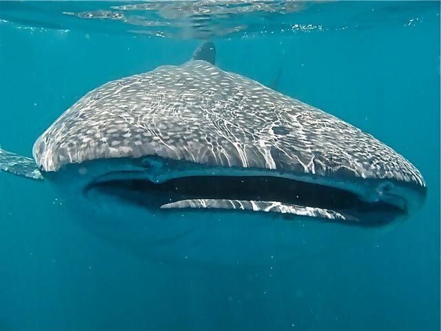 What the Longest Known Whale Shark Migration Ever Tells Us About Conservation