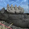 A Homeowner Found Huge, Fossil Teeth While Mowing the Lawn. Then, Excavations Revealed a Complete Mastodon Jaw icon