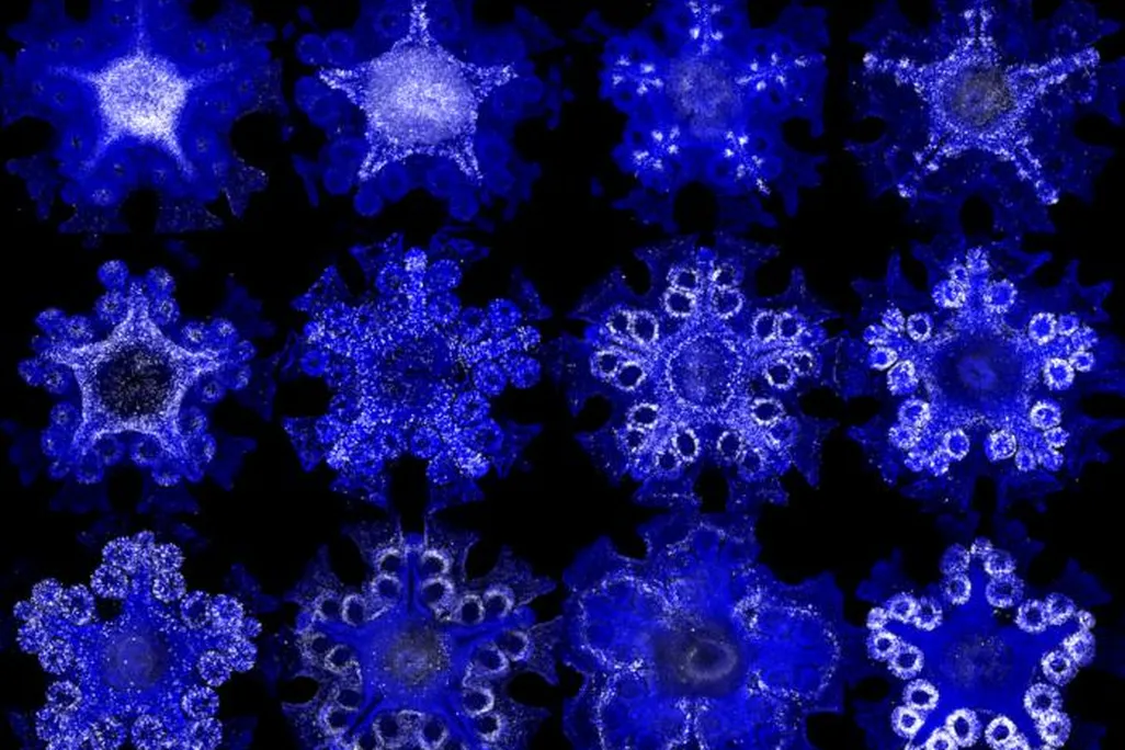 starfish gene expression