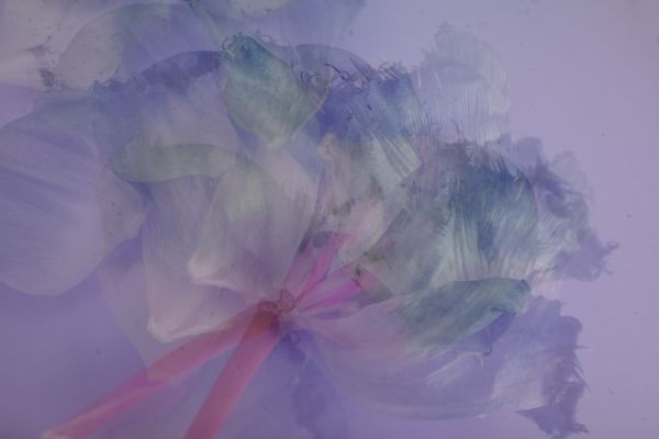 Lilac harmony thumbnail