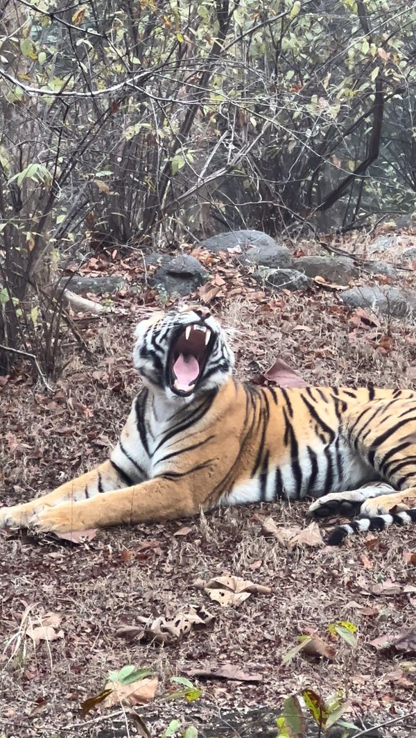 Tiger yawning thumbnail