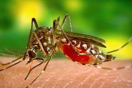 The Aedes aegypti mosquito is responsible for the spread of the chikungunya virus. The virus causes joint pain so excruciating victims can't stand or sit upright for weeks or months at a time.