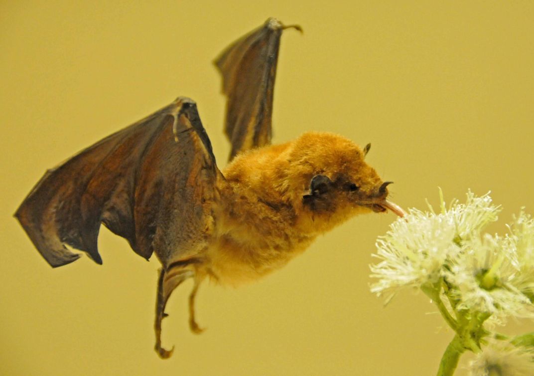 A bat sipping nectar from a flower.