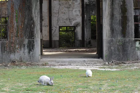 Rabbits around old military facilities on Okunoshima. 