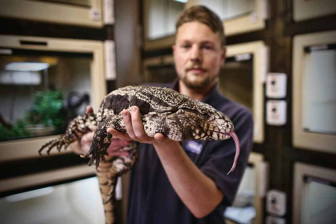 a man holds a large black and white lizard up to the camera