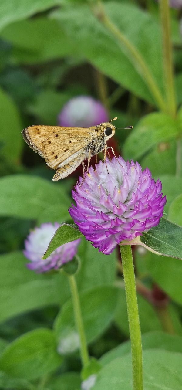 Butterflies at the zoo thumbnail