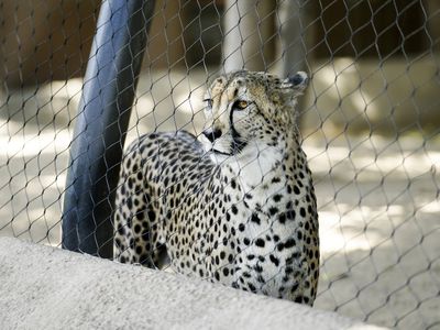 The cheetah population almost halved since 1975 with only an estimated 7,100 left in the wild today.