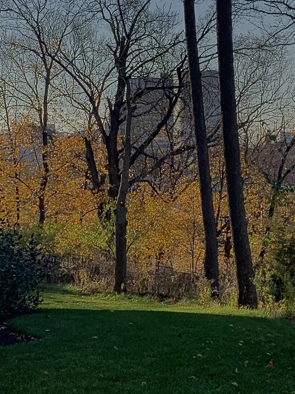 Fall Foliage in Central Park in November thumbnail