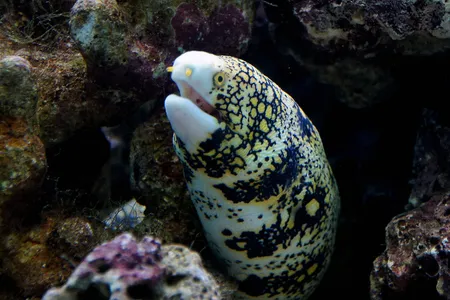A snowflake moray eel peers out from its hiding spot.