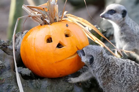 Meerkats at the London zoo