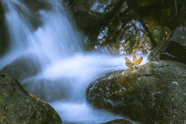 The damselfly by the waterfall thumbnail