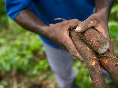 A farmer in Sierra Leone holding cassava roots