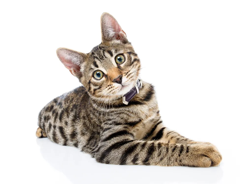 A brown striped cat lying on its belly with its head tilted to the side.