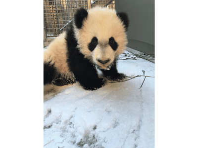 Bei Bei had his first introduction to snow Jan. 21, 2016. 