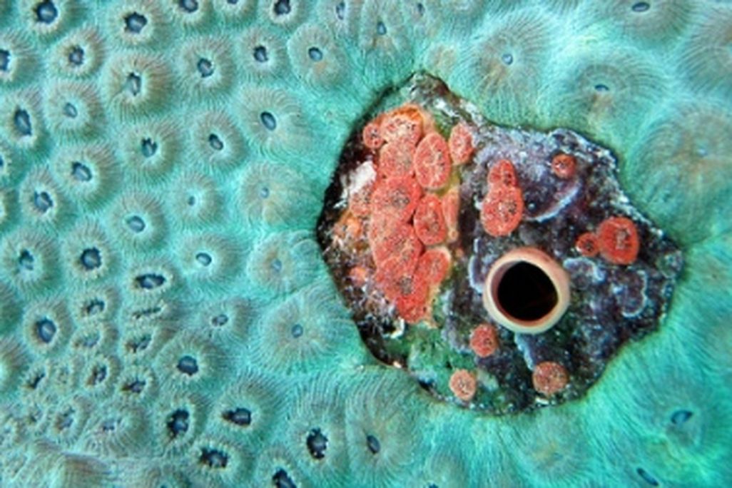 Small red boring sponges embedded in star coral, killing the coral polyps immediately surrounding them.