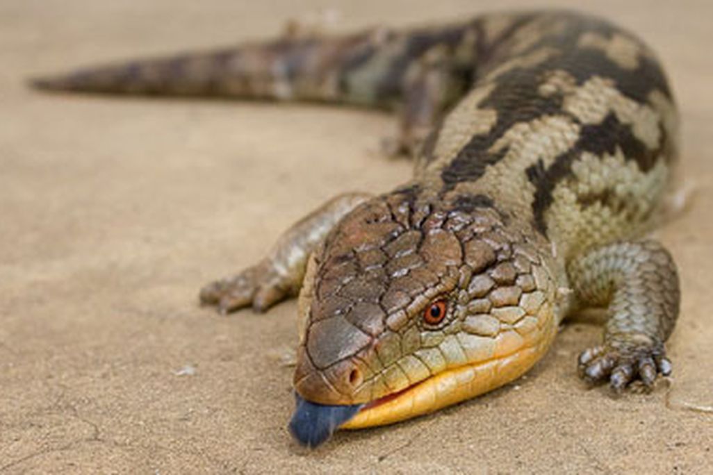 The bluetongue skink. Note the blue tongue.
