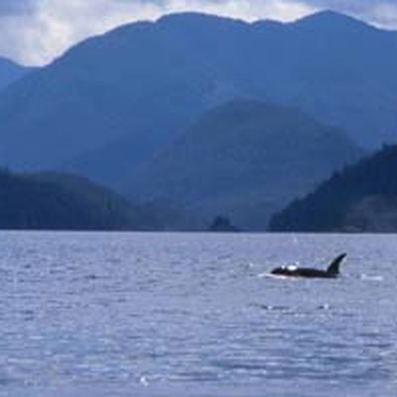 Symbols of the Sea: Solitude Whale