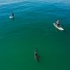 Great White Sharks Come Much Closer to Swimmers Than Thought in Southern California icon