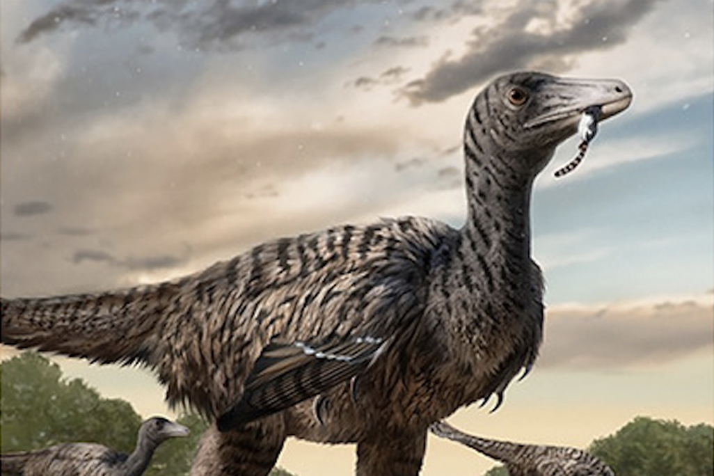 an artist's illustration of a large raptor walking in a muddy area, its middle toes held aloft, with two other raptors behind it