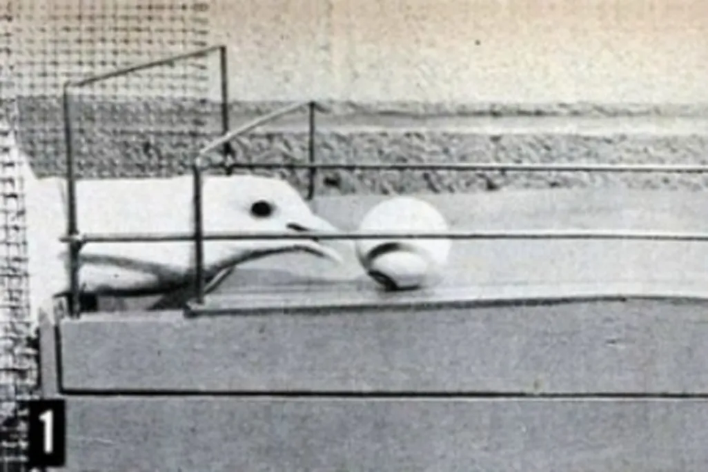 Psychologist B.F. Skinner taught these pigeons to play ping-pong in 1950.