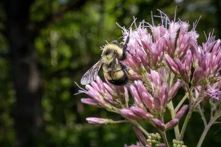 A rusty patched bumblebee, the first bumblebee species to be listed as endangered in the United States, clings to a flower.