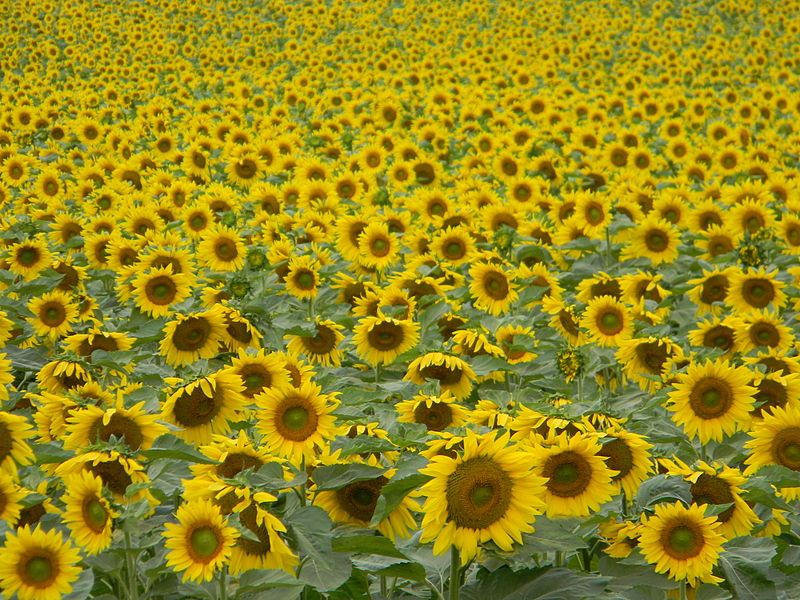 Sunflowers