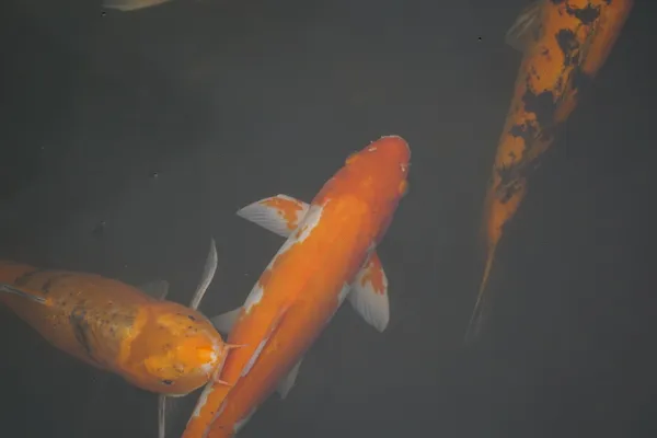 Goldfishes in San Antonio River thumbnail
