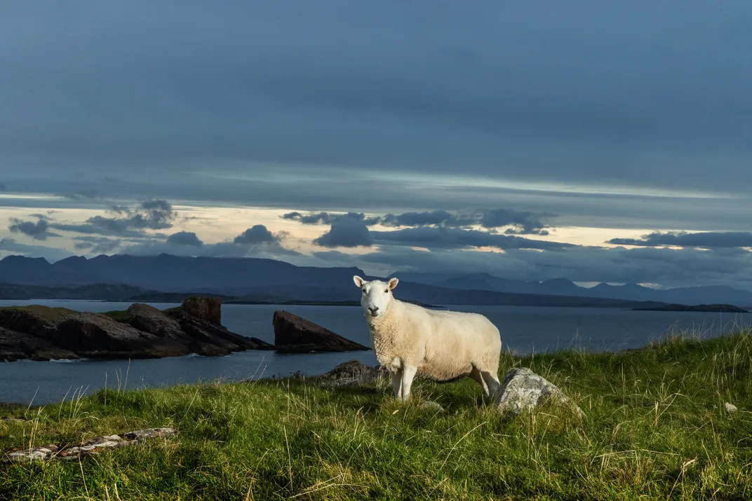 Sheep