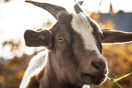 The island&#39;s goat population used to be around 100, but it recently ballooned to 600.