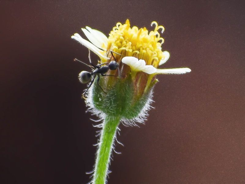 An Ant on the Flower Smithsonian Photo Contest Smithsonian Magazine