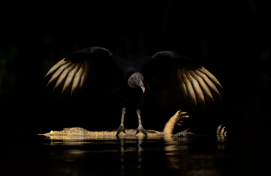 a black vulture with white wing tips perches on the carcass of a caiman in the water