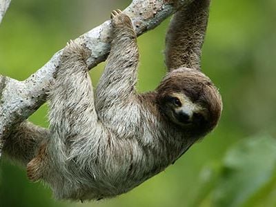 Three-toed sloths are among the animal species studied by Smithsonian scientists in Panama.