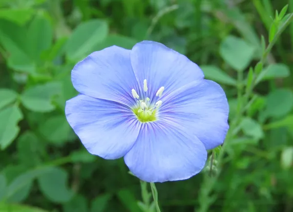 wild blue flax thumbnail