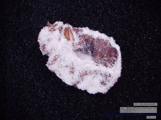 A bed bug killed by Beauveria bassiana