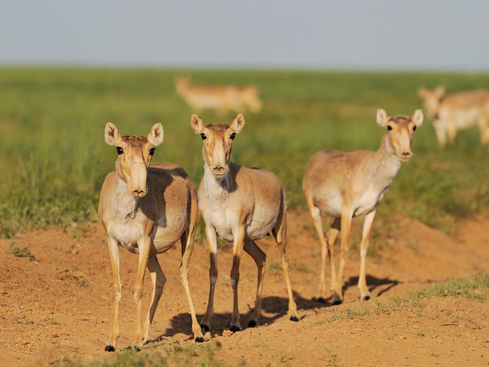 Saiga antelope