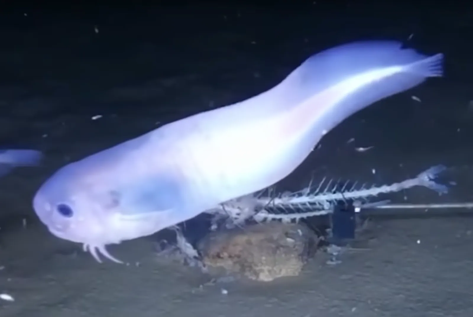 New Species of Translucent, Gelatinous Fish Discovered in the Deep