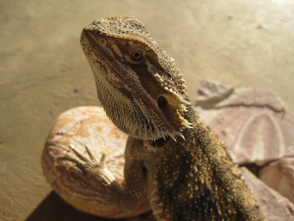 My son's pet Chinese Water Dragon dines with my daughter's toy frogs. He IS  this tame., Smithsonian Photo Contest