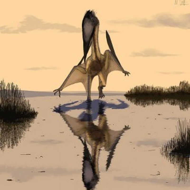 Pterodactyloidea, Fossil Wiki