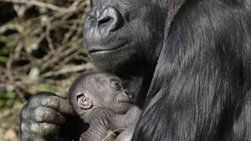 At the zoo: Gorilla mother Changa Maidi holds her baby