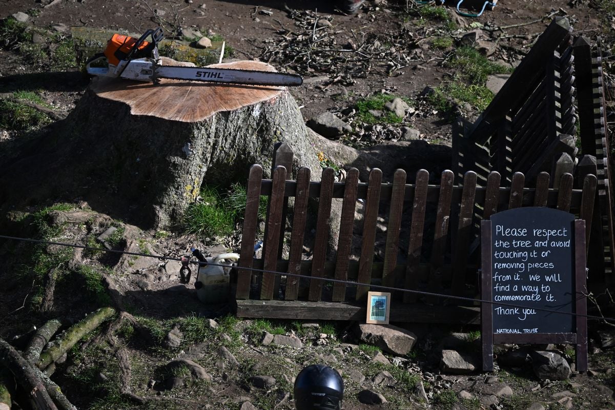 Two Men Convicted of Chopping Down England’s Beloved Sycamore Gap Tree in an Act of ‘Mindless Thuggery’