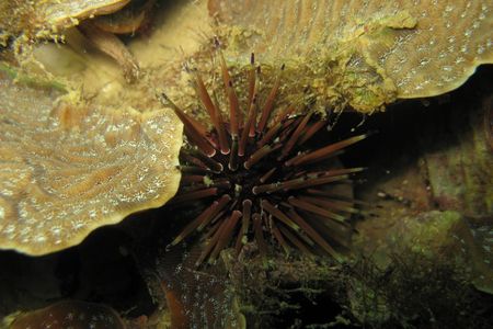 Creatures so small that they had been overlooked in the past—sea urchins, Echinometra viridis, (above)  the size of ping-pong balls and a diminutive species of parrotfish, Scarus iseri, were grazing algae on the reef. 