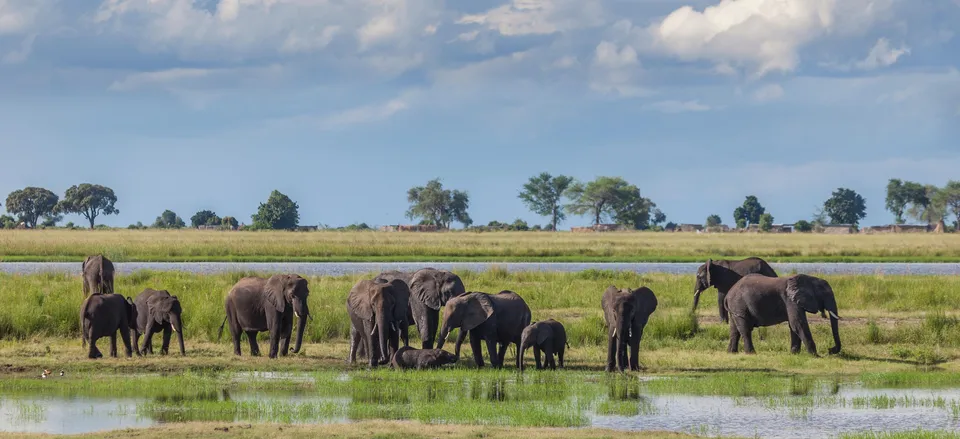  Elephants along the Chobe River 